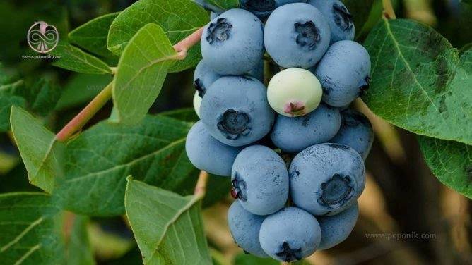 تصویر 1 از فروش فوق العاده نهال بلوبری رقم های مختلف + مشاوره رایگان کشت
