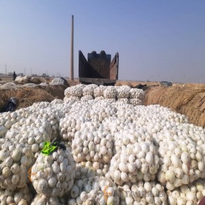 تصویر 2 از قیمت پیاز سفید درشت + فروش عمده
