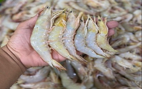 قیمت خرید عمده میگو پرورشی اهوازی