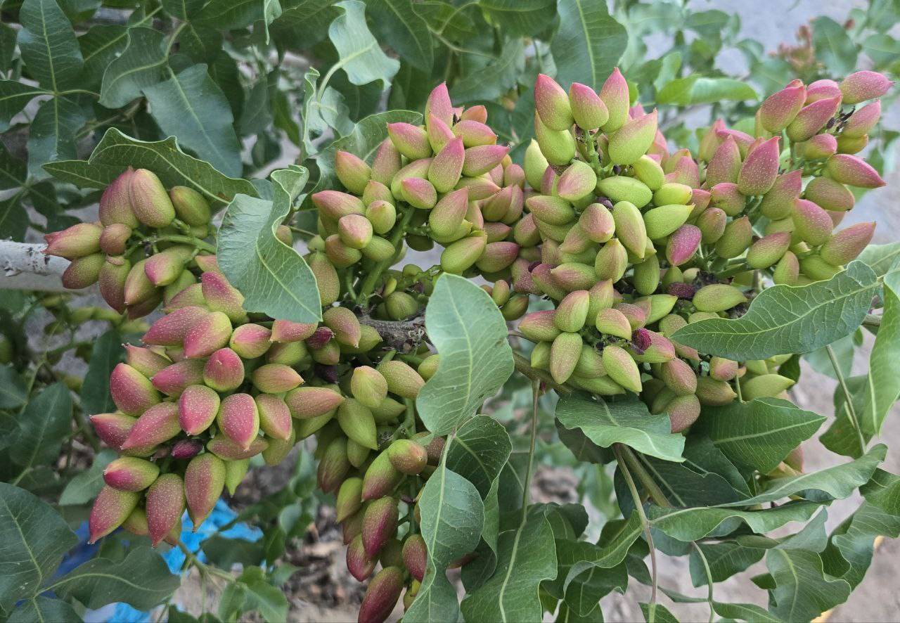 تصویر 5 از خرید پسته اکبری صادراتی