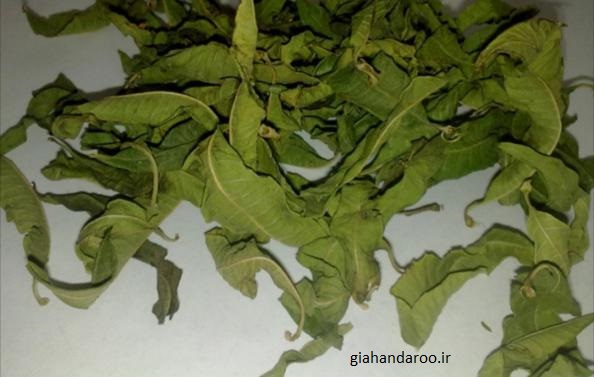 تصویر 1 از قیمت عمده فروشی بادرنجبویه + شرایط ویژه