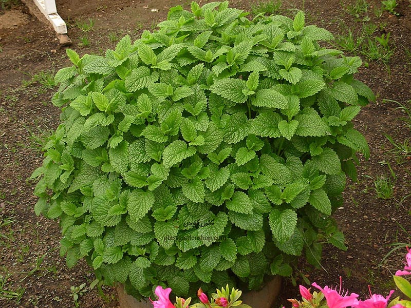 تصویر 5 از قیمت عمده فروشی بادرنجبویه + شرایط ویژه