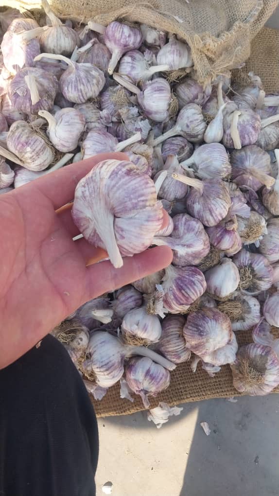 تصویر 1 از خرید و فروش عمده سیر خشک