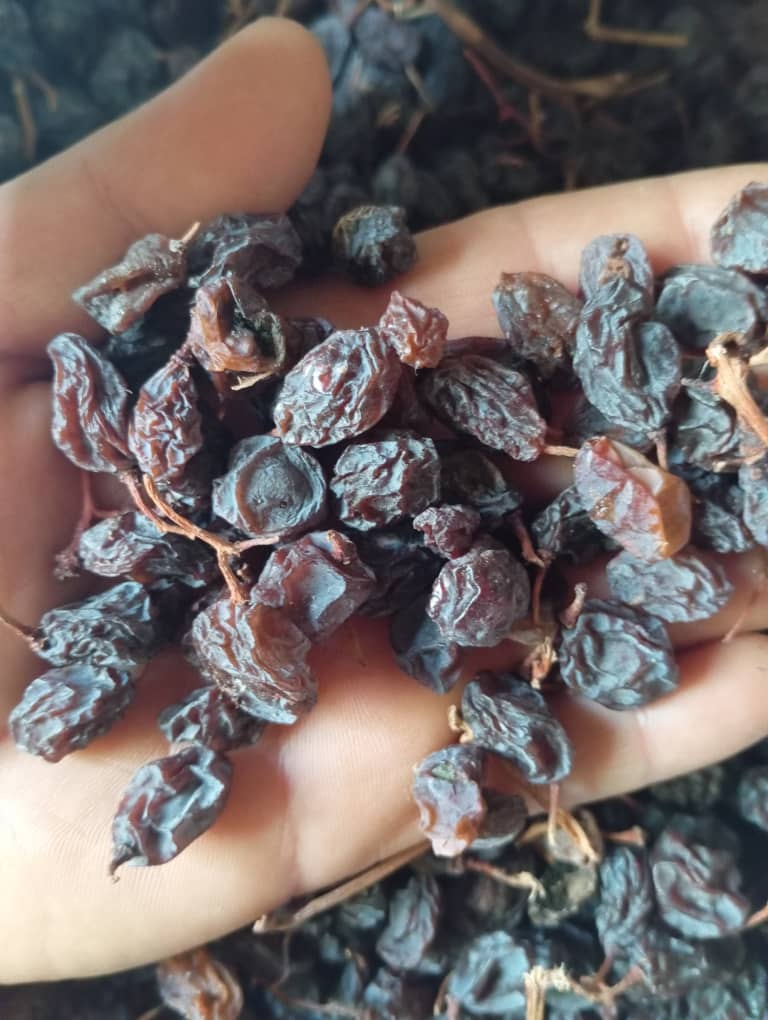 تصویر 3 از مویز با چوب هسته دار