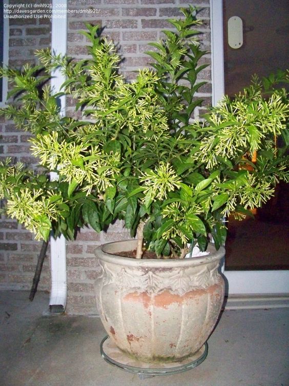 تصویر 1 از خرید و فروش گل محبوبه شب گلدانی