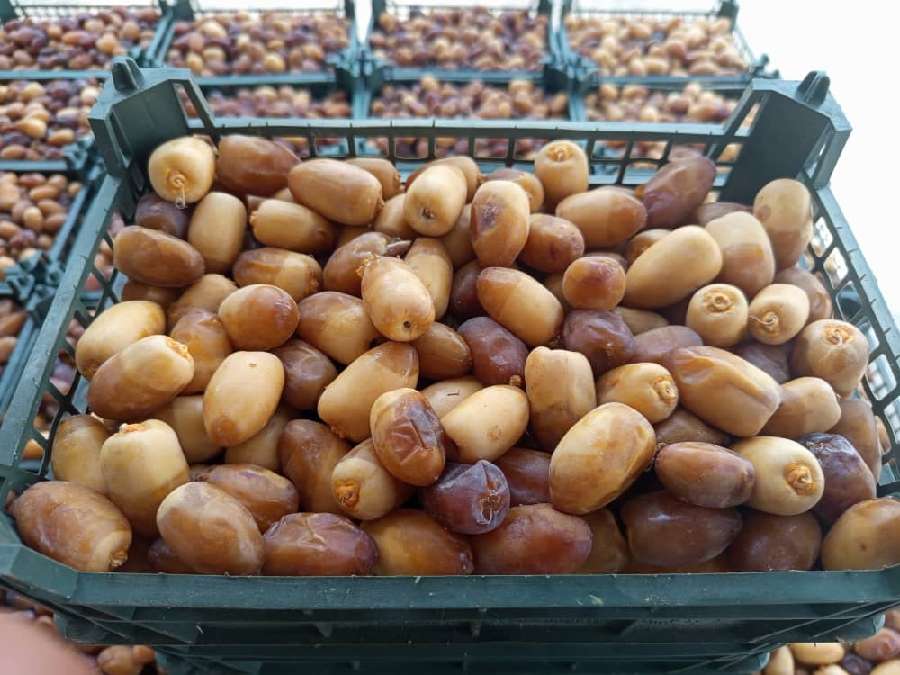 تصویر 3 از خرید و فروش خرما رطب کبکاب بوشهر با قیمت باور نکردنی