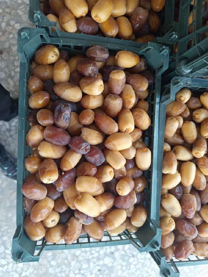 تصویر 2 از خرید و فروش خرما رطب کبکاب بوشهر با قیمت باور نکردنی