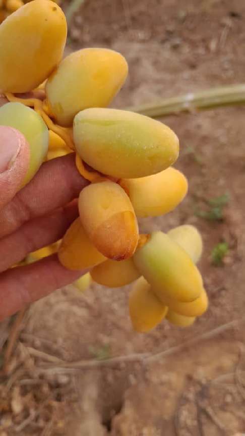 تصویر 1 از خرید و فروش خرما رطب کبکاب بوشهر با قیمت باور نکردنی