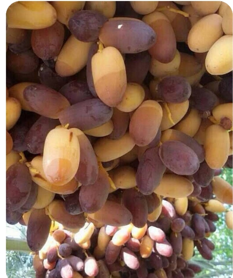 تصویر 1 از رطب خرمای بی نظیر استان بوشهر + خرید