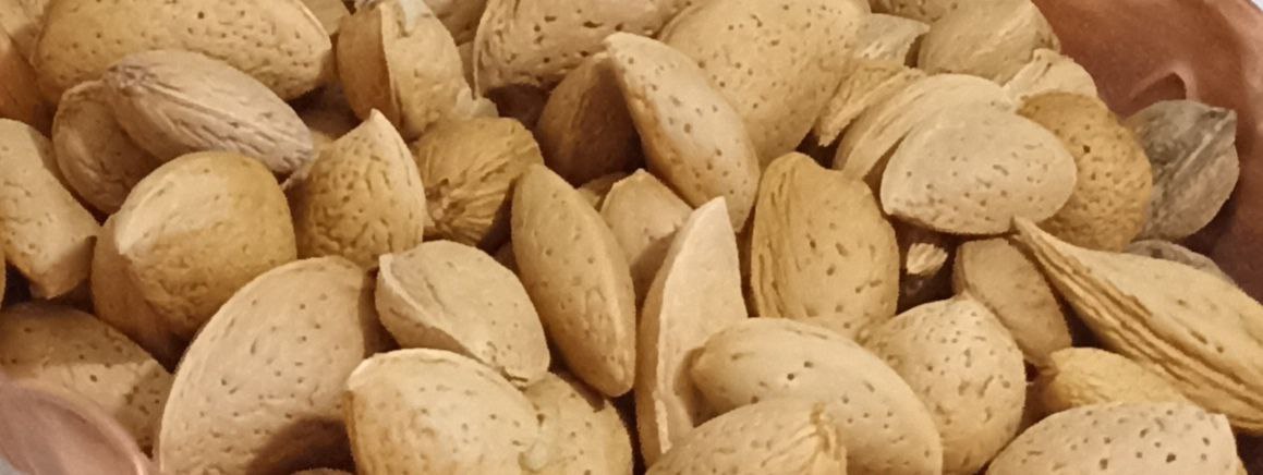 انواع بادام درختی شهرکرد با قیمت ویژه