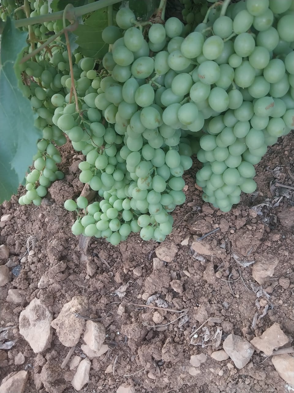 فروش آبغوره تک نفره