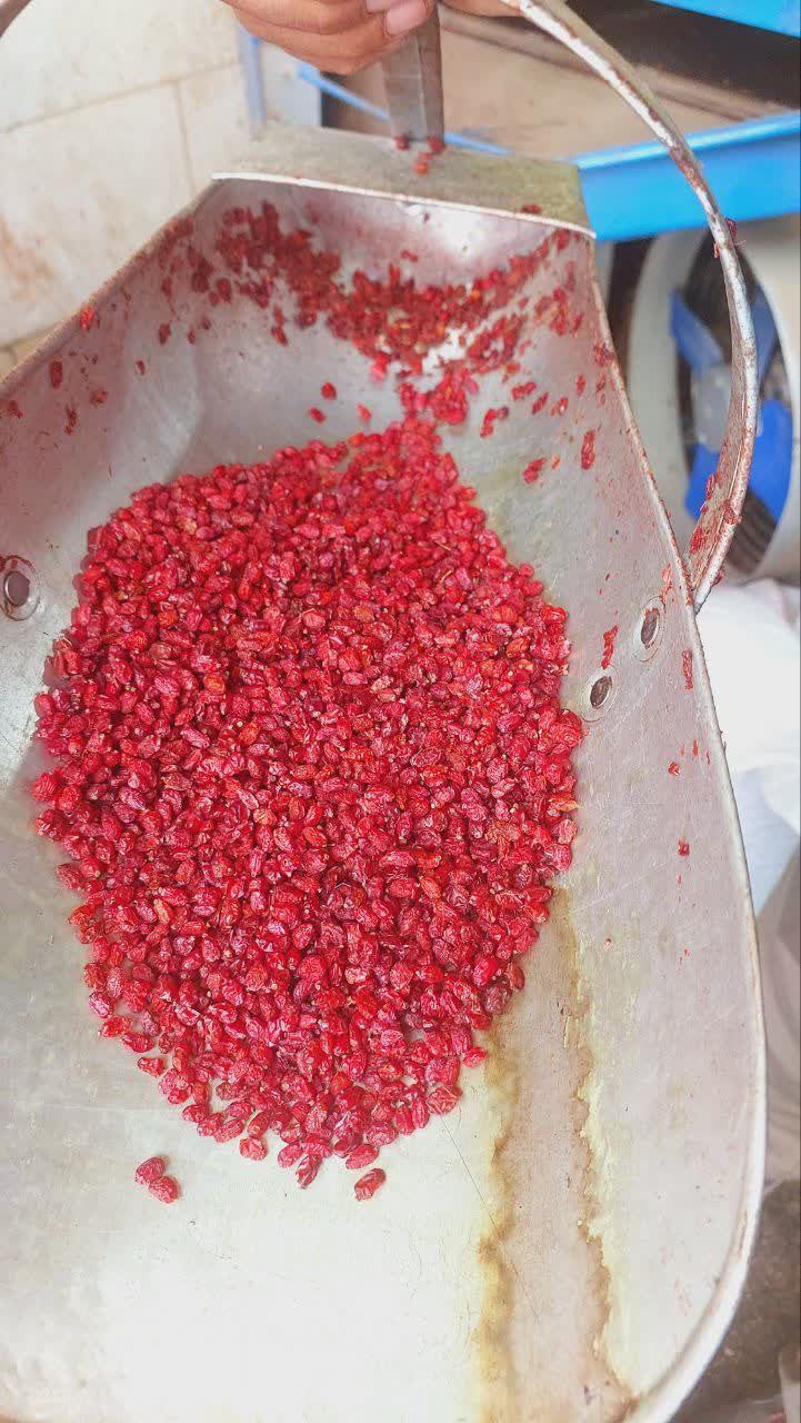 خرید زرشک مرغوب خراسان جنوبی + فروش عمده