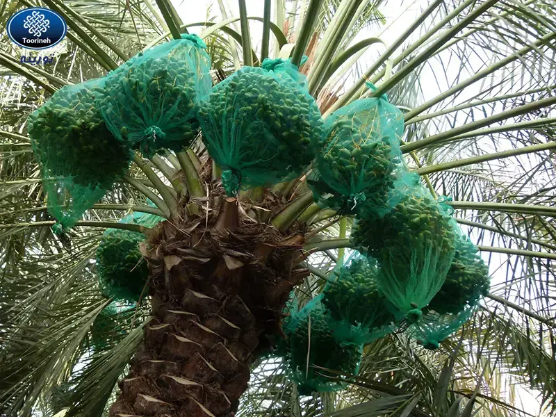 تصویر 2 از فروش کیسه خرما در کرمان