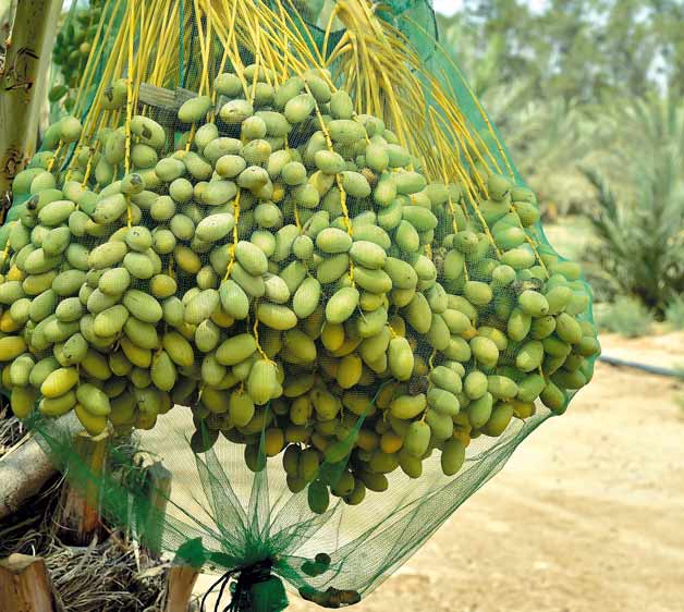 فروش کیسه محافظ خرما عمده