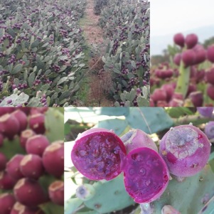 تصویر 7 از مشاوره احداث مزرعه استوایی در ایران + تضمین خرید محصول