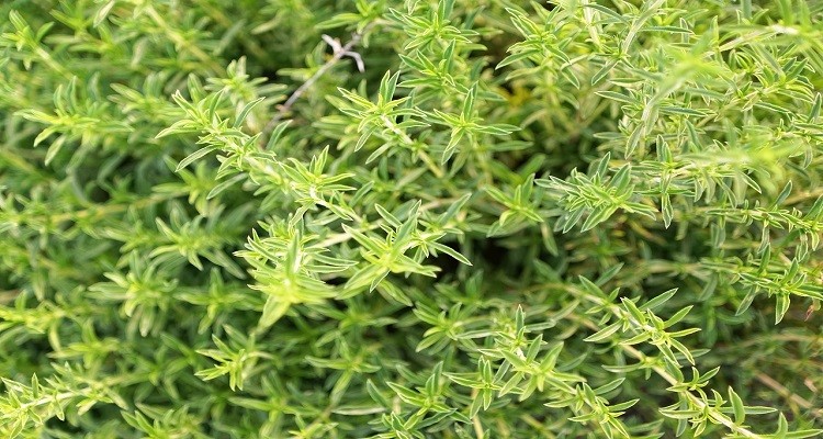 تصویر 1 از قیمت مرزه خشک بسته بندی + فروش عمده