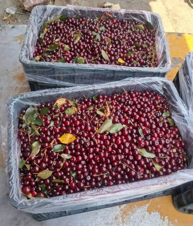 قیمت آلبالو تازه چین مجاری بد‌ون چوب