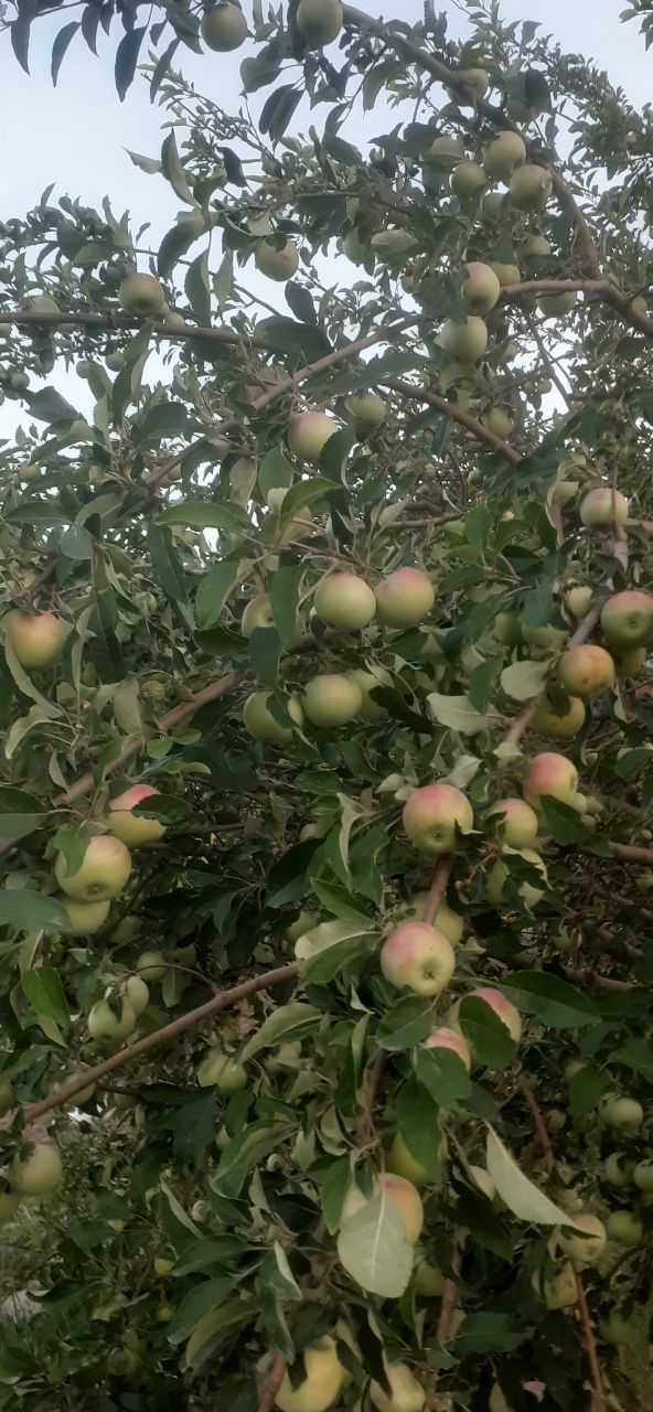 تصویر 1 از قیمت سیب گلاب شهر خشکرود