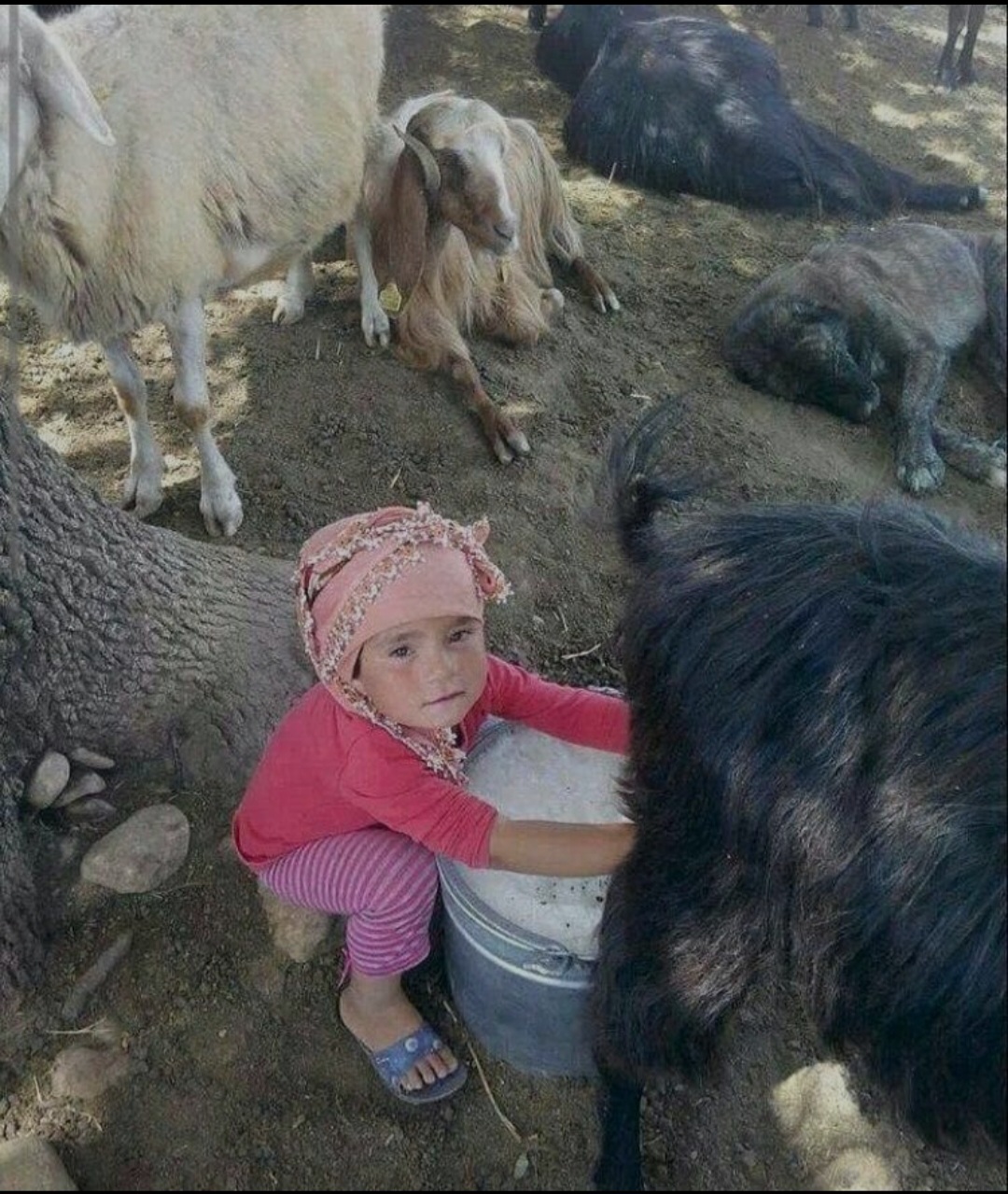 تصویر 1 از روغن حیوانی با قیمت ارزان