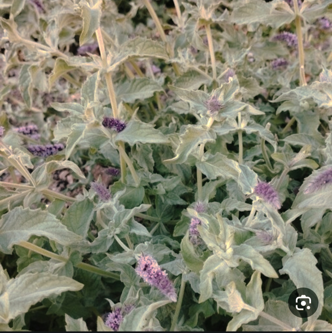 تصویر 1 از پونه کوهی اصل