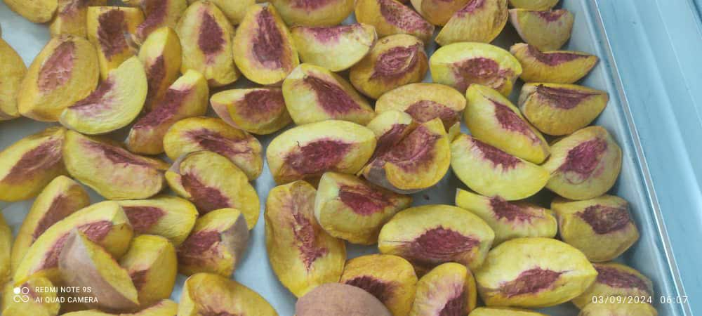 تصویر 7 از قیمت عمده میوه خشک انجمادی + کیفیت صادراتی