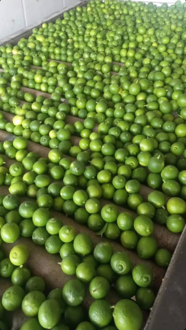 کنسانتره لیمو ترش کلودی غلیظ مناسب نوشیدنی و شربت
