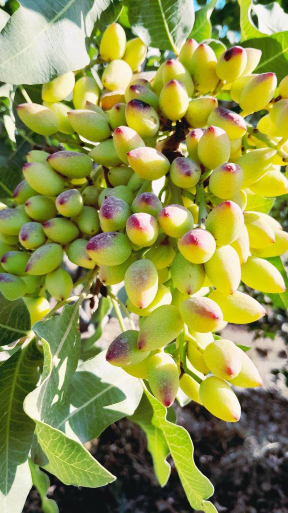 تصویر 1 از خرید پسته درجه یک + فروش فوق العاده