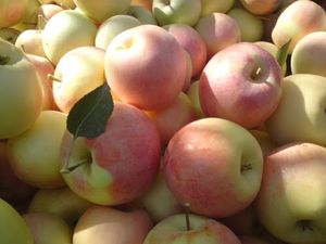 تصویر 1 از قیمت سیب گلاب ارومیه + خرید عمده