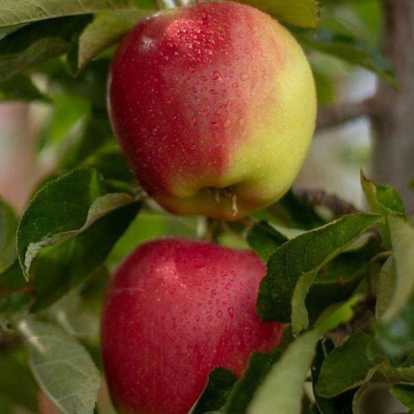 تصویر 3 از قیمت و خرید سیب عروس تابستان ارومیه