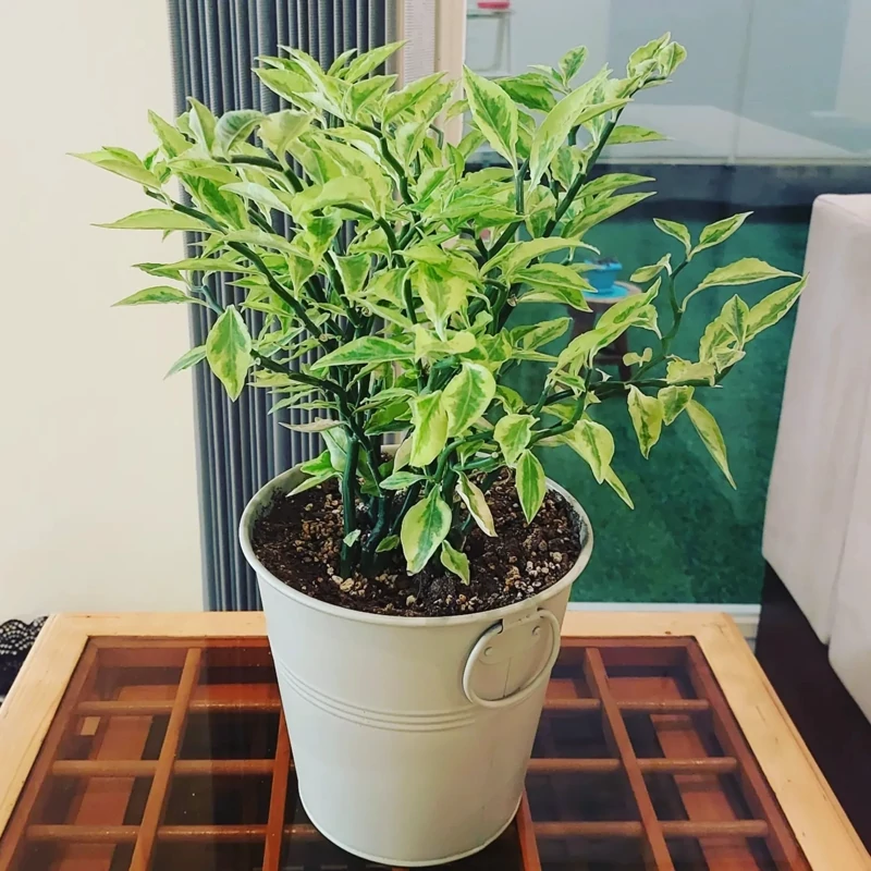 تصویر 2 از خرید گل پدیلانتوس فروش بینظیر