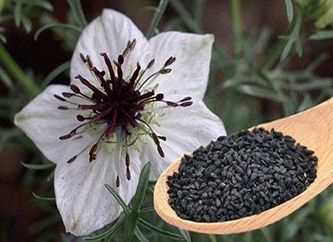 خرید و فروش گیاه سیاهدانه + عمده