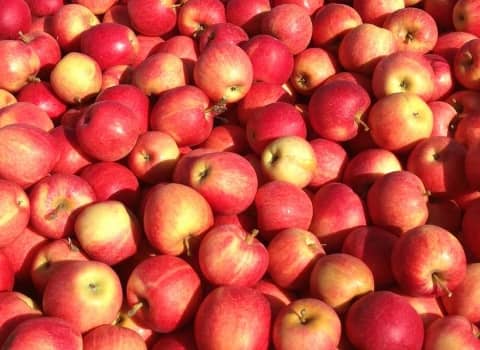 تصویر 1 از قیمت خرید سیب گالا مراغه و خواص آن