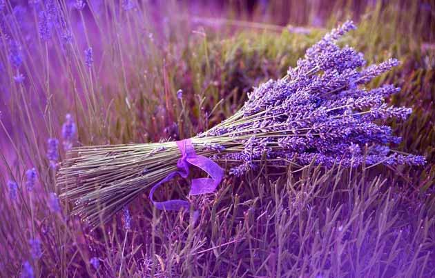 تصویر 5 از اسطوخودوس کلی صادراتی
