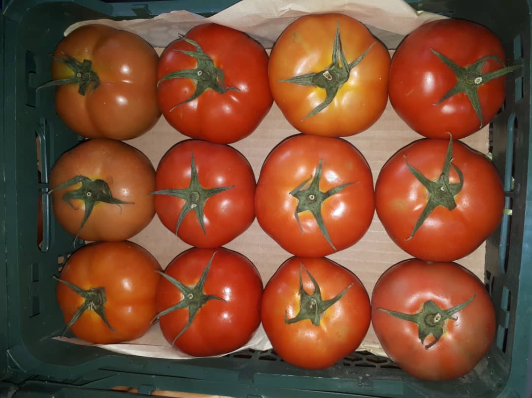 تصویر 4 از گوجه‌ فرنگی یزد درجه ممتاز با ظاهر جذاب و کیفیت تضمینی