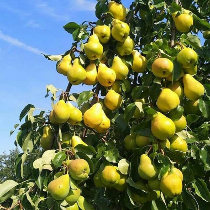 تصویر 1 از فروش نهال با کیفیت گلابی شاه میوه