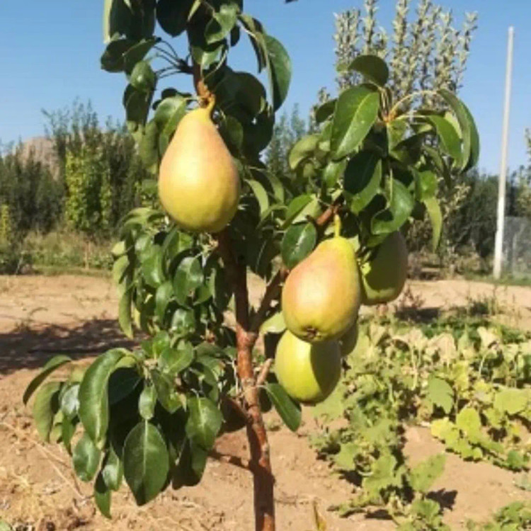 تصویر 2 از فروش نهال با کیفیت گلابی شاه میوه