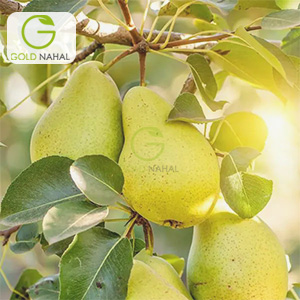 تصویر 3 از فروش نهال با کیفیت گلابی شاه میوه