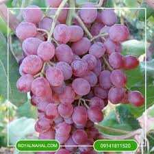 تصویر 2 از قیمت انگور فخرز قرمز + فروش عمده