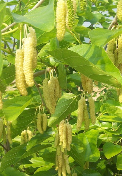توت موزی