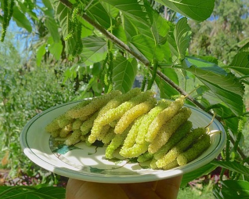 فروش توت موزی