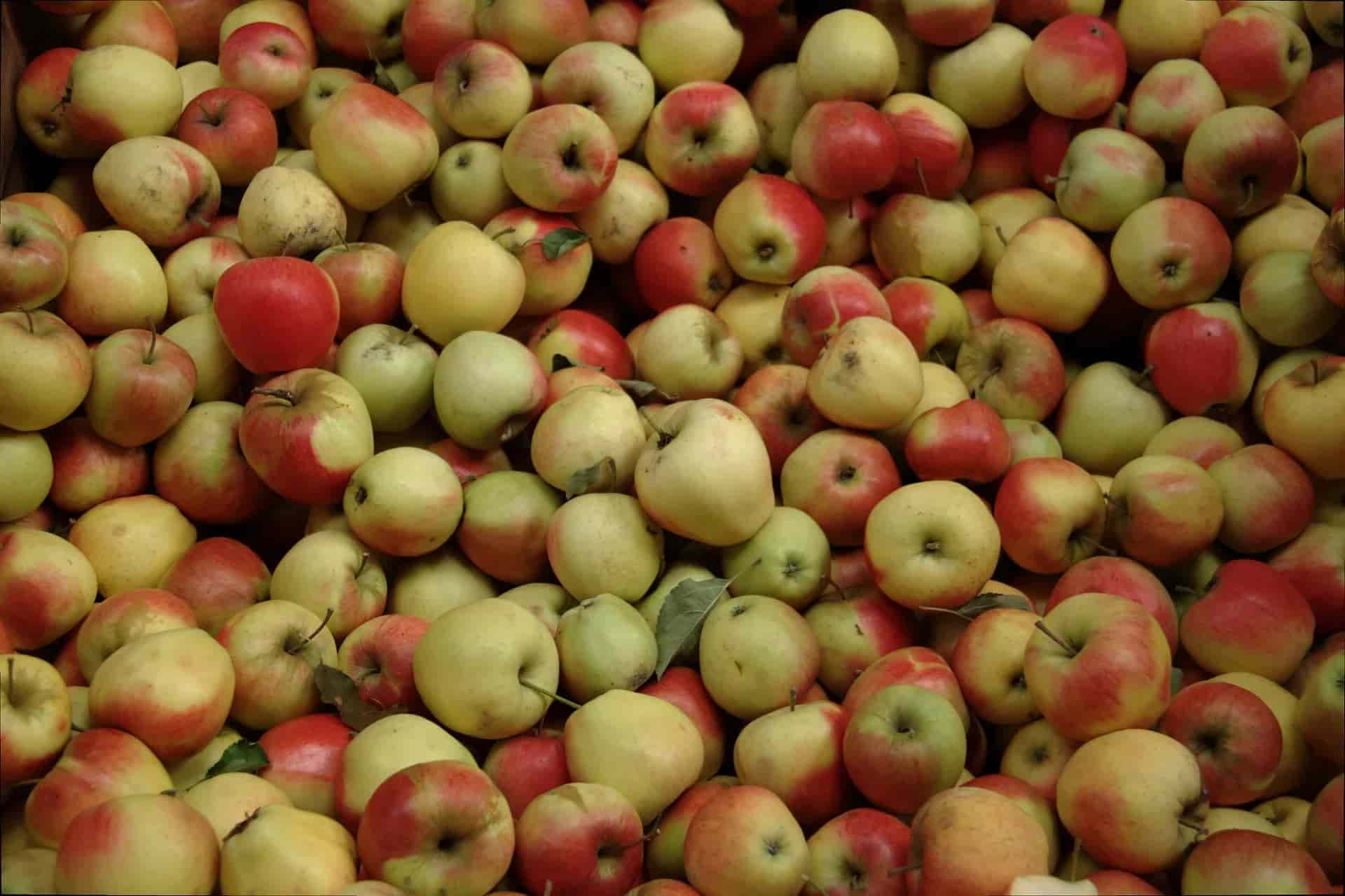 تصویر 5 از خریدو فروش سیب زیر درختی ارومیه + شرایط فوق العاده