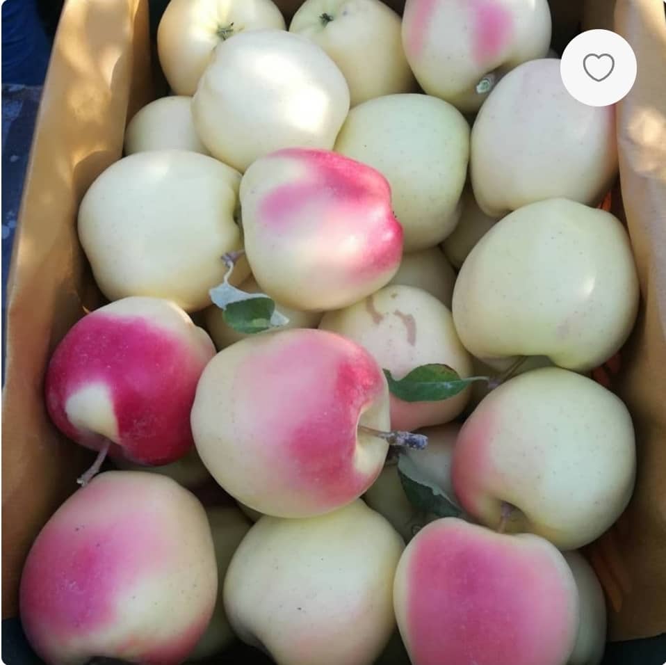 تصویر 2 از باغ سیب درختی مهاباد