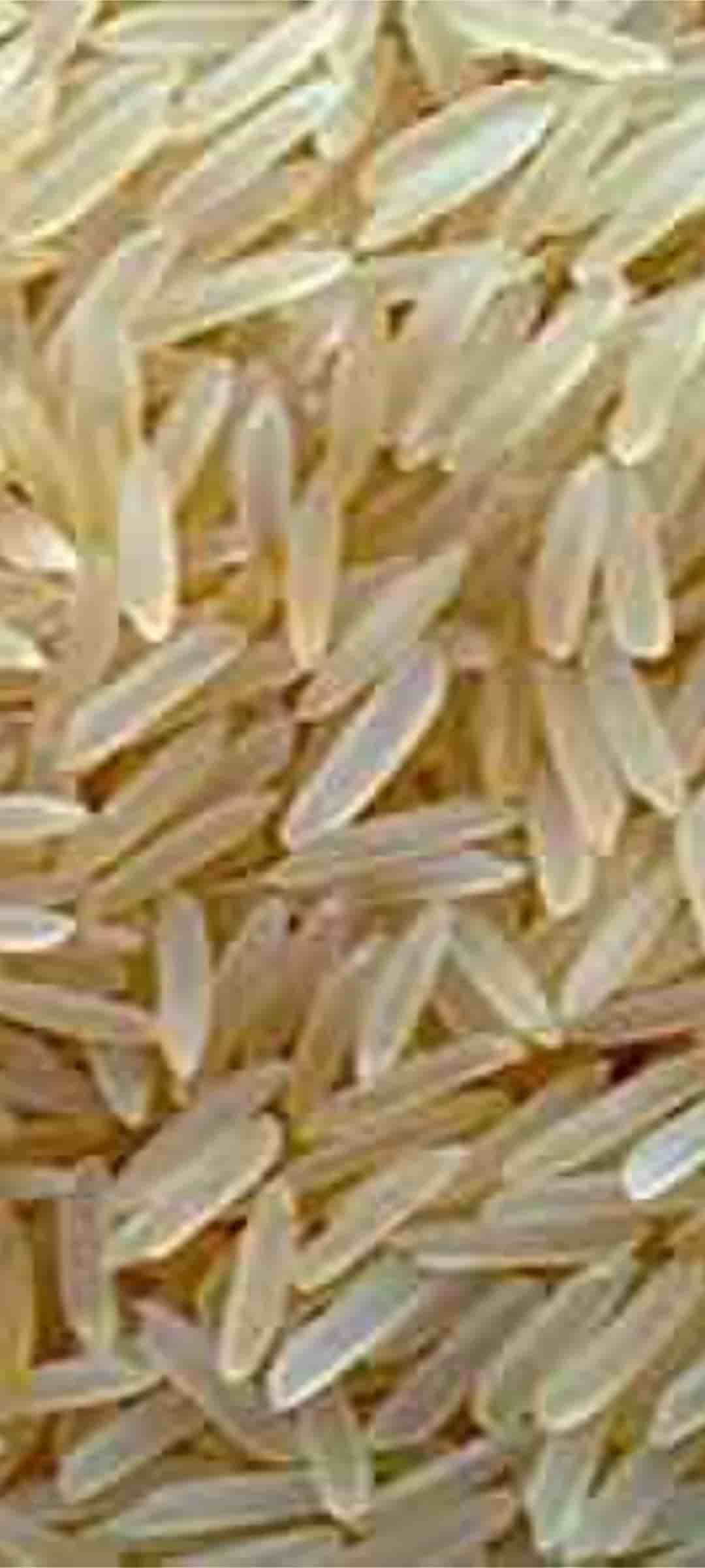 تصویر 1 از برنج پاکستانی ۳۸۶ میخک سیله