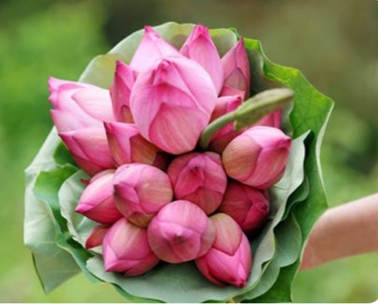 فروش عمده غنچه گل محمدی باقیمت مناسب + کیفیت عالی خواص درمانی گل محمدی برای کلیه