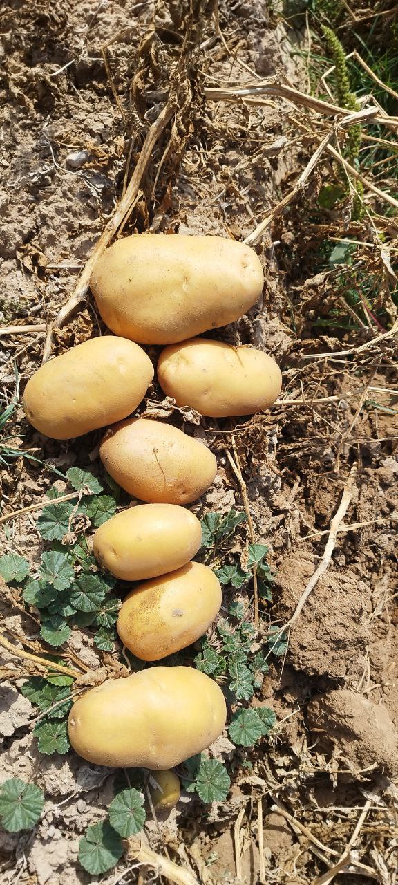 تصویر 4 از سیب زمینی جلی عجب شیر + خرید عمده