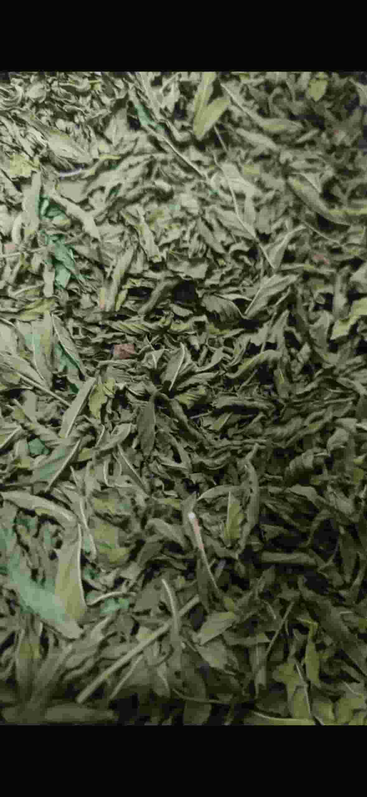 تصویر 1 از خرید به صرفه نعناع + عمده فروشی