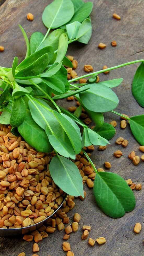 فروش عمده شنبلیله خشک فارس