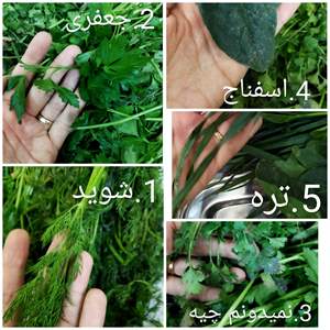 تصویر 2 از قیمت خرید عمده سبزی خشک آش