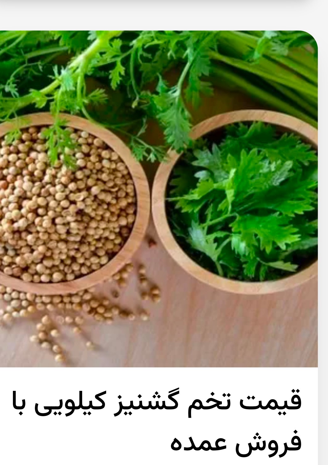 تصویر 2 از فروش و خرید بی دغدغه بذر گشنیز توپی نهاوند