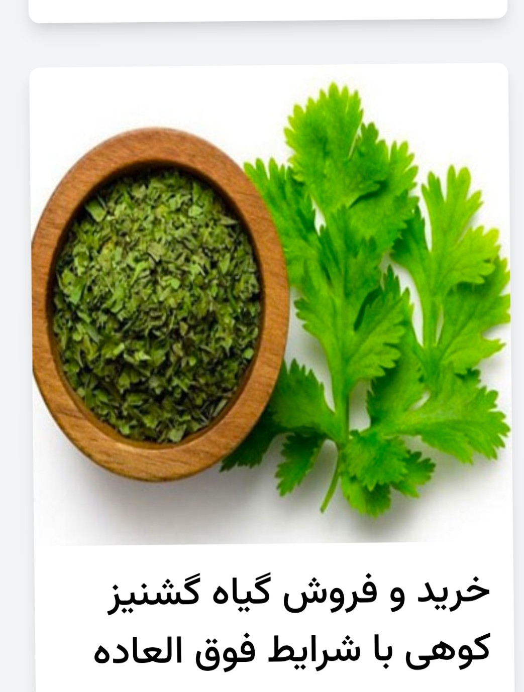 تصویر 3 از فروش و خرید بی دغدغه بذر گشنیز توپی نهاوند